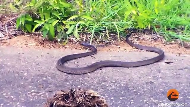 Battle Between a Boomslang Snake and a Flap-Necked Chameleon