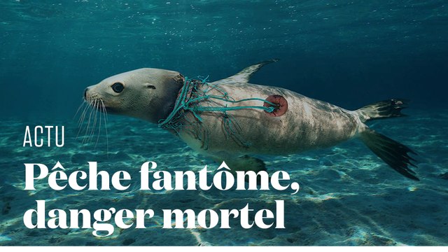 Comment le matériel de pêche abandonné dans l'océan décime la biodiversité