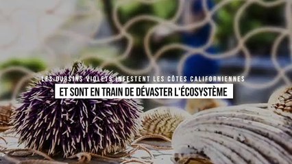 Les oursins violets infestent les côtes californiennes et sont en train de dévaster l'écosystème