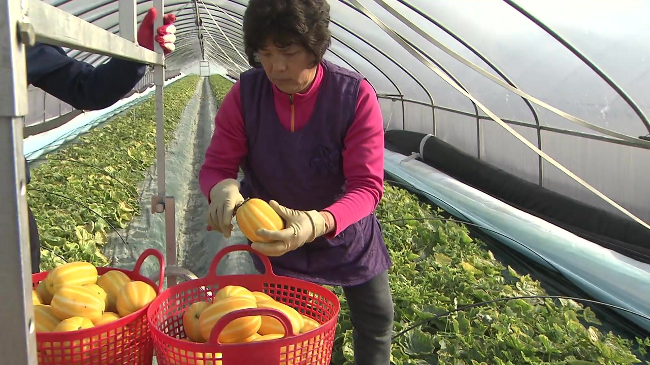 [경북] 경북 성주 참외 생산액 첫 5천억 원 돌파 / YTN