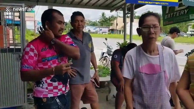 Locals save hundreds of fish spilled onto road after lorry overturns in Thailand