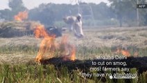 Despite pollution issues, farmers in India say they can't stop burning stubble