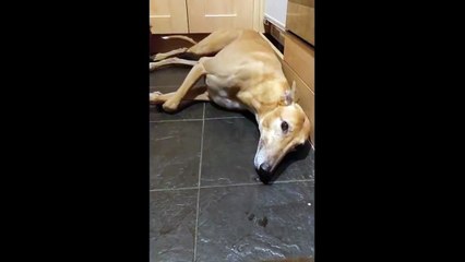 Ce chien est terrifié par le bruit des feux d'artifice !
