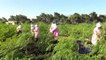 "Mucize bitki" Moringa Oleifera için hasat zamanı
