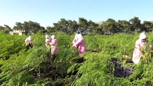 Mucize bitki Moringa Oleifera için hasat zamanı