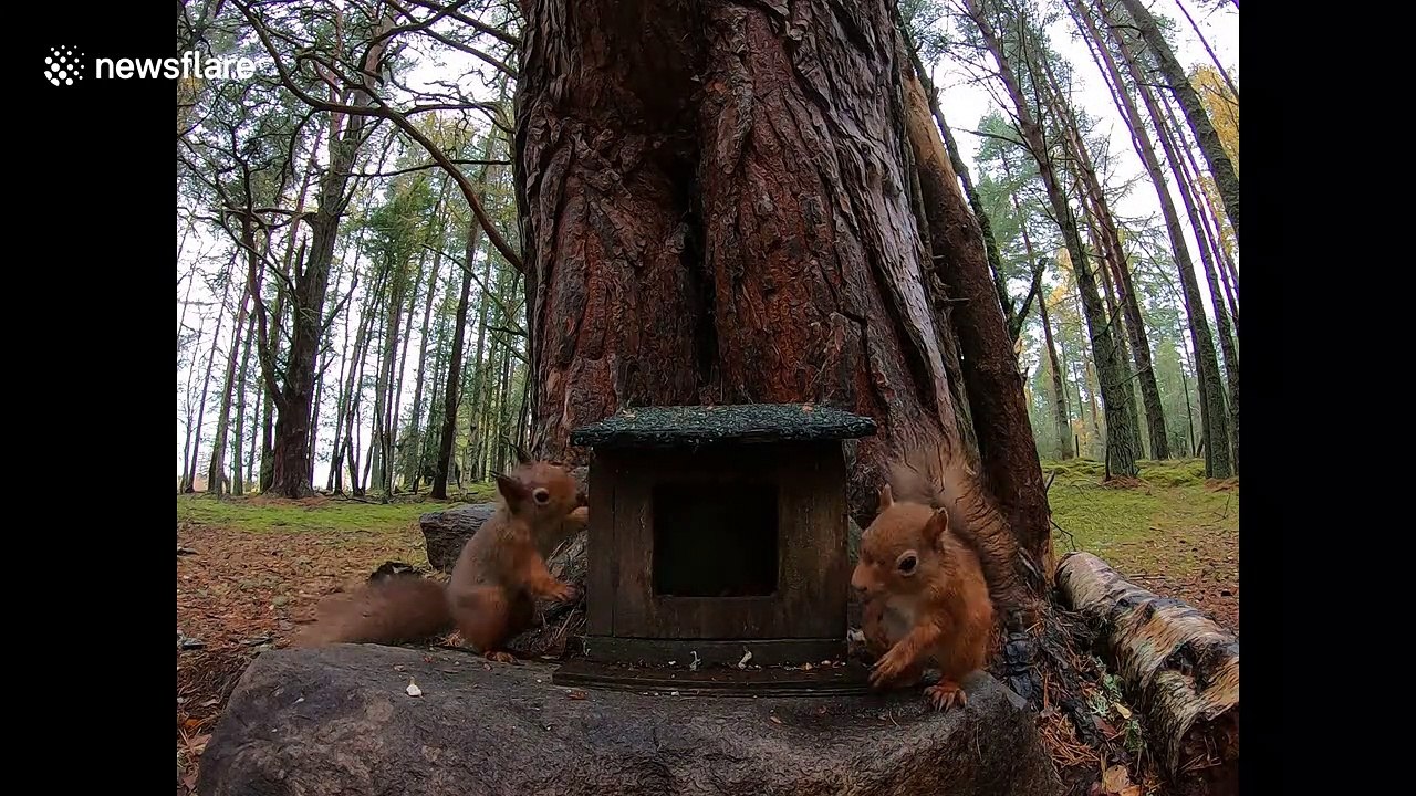 Two red squirrels loudly squawk and fight over food in Scottish Highlands