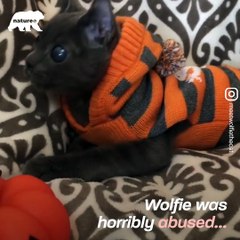 This cat was abused when he was just a kitty, thankfully he was rescued! - Naturee Wildlife