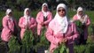 'Mucize bitki' Moringa Oleifera için hasat zamanı - GAZİANTEP