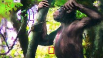 Missing Link To Human Evolution Discovered: An Ape and Human All-In-One!