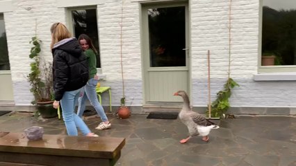 Ham/Heure : Estelle et Clémentine ont apprivoisé une oie
