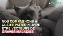 Elle contracte une bactérie mortelle après une griffure de son chat