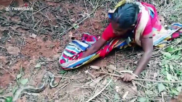 Massive ten-foot-python rescued from fearful village by forest officials in eastern India
