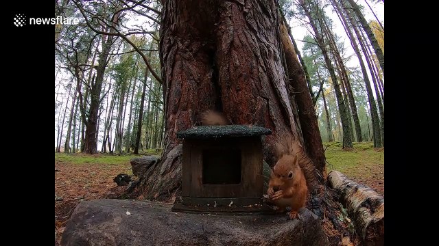 Ecoutez ces 2 écureuils se disputer une petite maison !