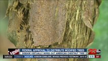 Federal Approval Sought to Distribute Modified Trees