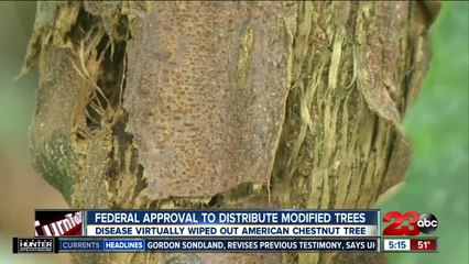 Federal Approval Sought to Distribute Modified Trees
