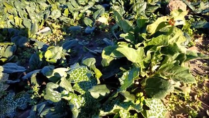 Edirne'den zehirli ıspanak iddialarına tepki