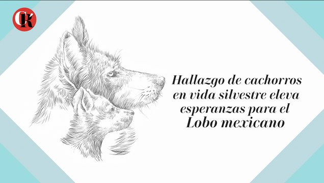 Hallazgo de cachorros en vida silvestre eleva esperanzas para el Lobo mexicano