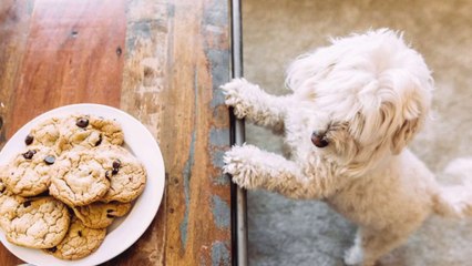 How Much Chocolate Can Harm Your Dog? 🐶 Essential Safety Tips