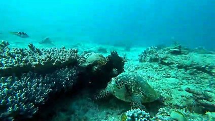 Tortue à Pandangbai au Blue Lagoon Beach