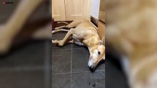 Dona filma como ficou o seu cão por causa do fogo de artifício
