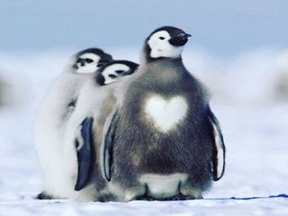 5 things you never knew about penguins - ABC15 DIGITAL