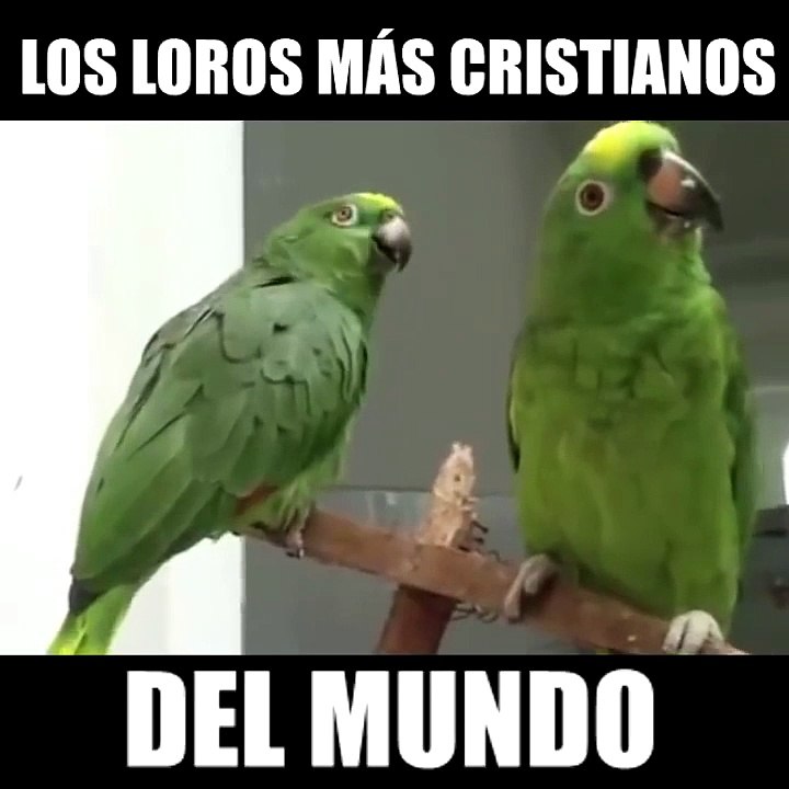 loros cantantes religiosos