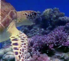 Baby Einstein 12 - Baby Noah - Animal Expedition (09-03mos)