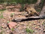 Ce singe très intelligent sait comment ouvrir les noix