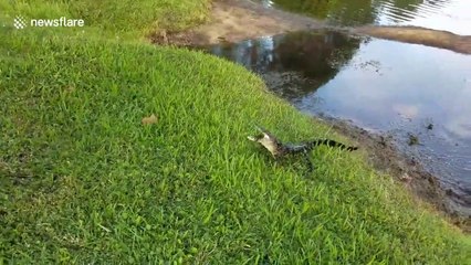Il pêche un bébé crocodile très énervé !