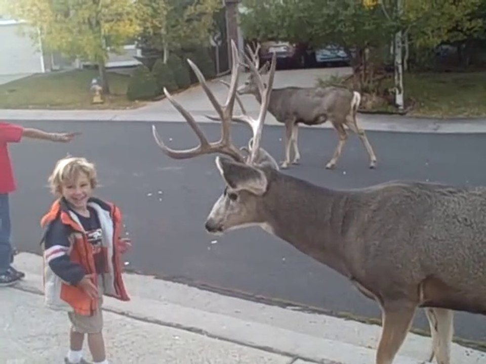 Ces cerfs ne sont vraiment pas timides