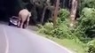 Cet éléphant veut s’asseoir sur une voiture de touristes