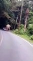 Cet éléphant veut s’asseoir sur une voiture de touristes