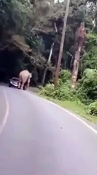 Cet éléphant veut s’asseoir sur une voiture de touristes