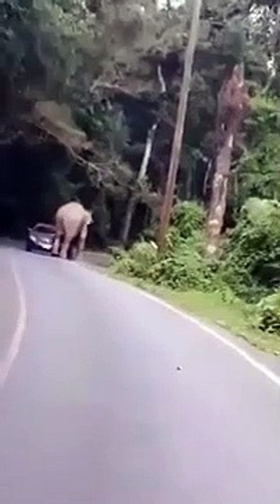 Cet éléphant veut s’asseoir sur une voiture de touristes