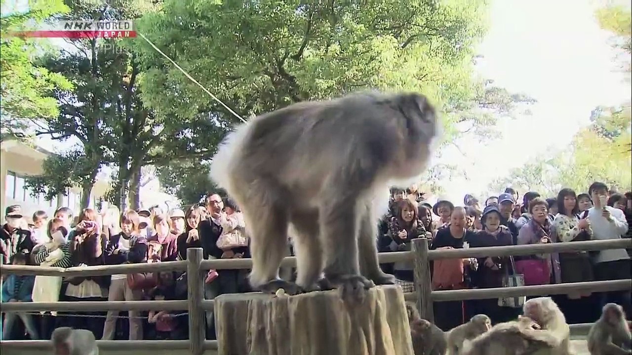 Japanology Plus - Monkeys
