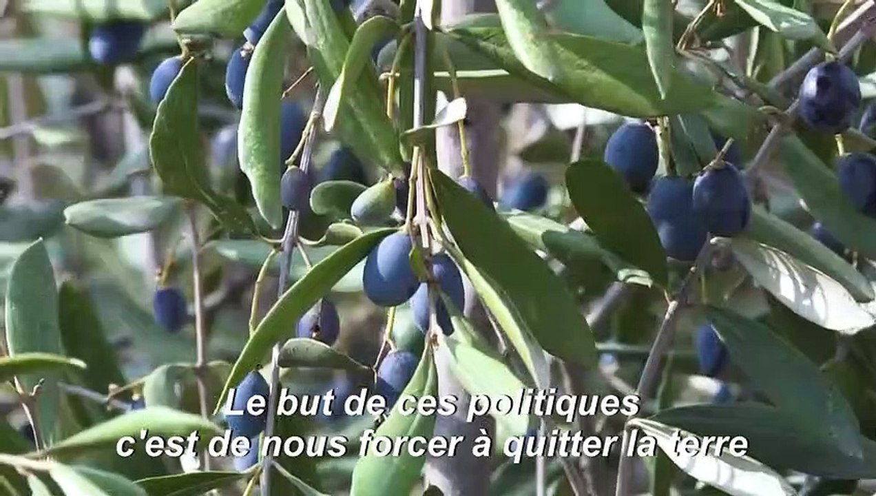 De l'autre côté du mur, les Palestiniens font la cueillette des olives