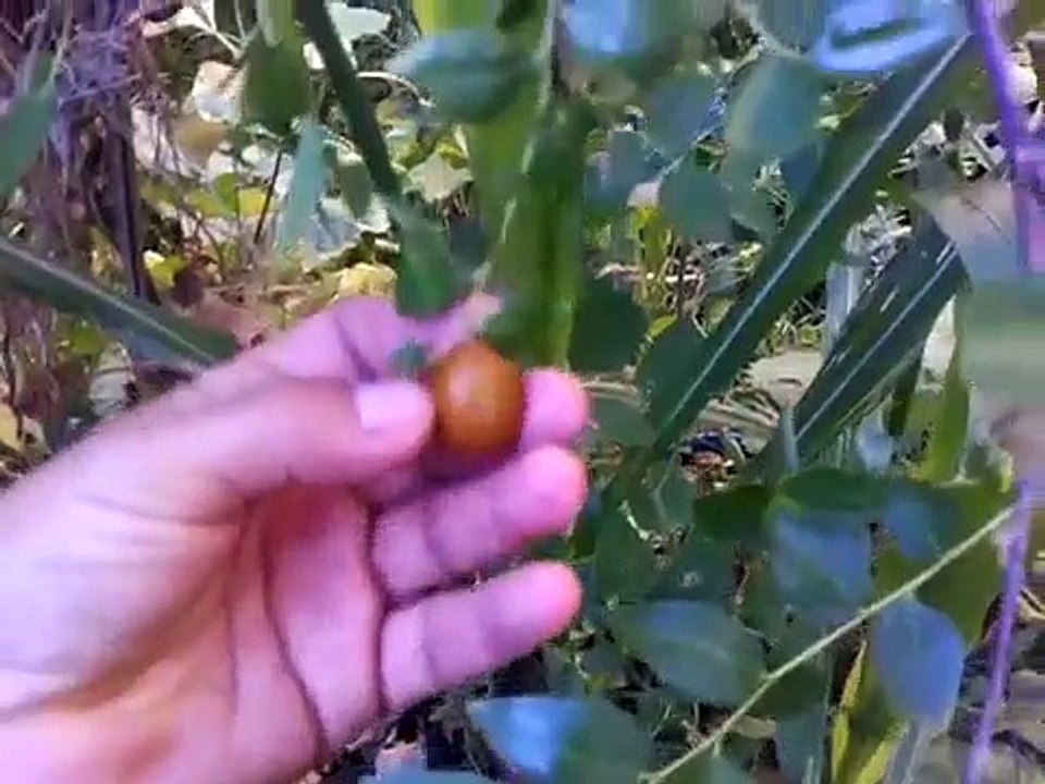 Probando la fruta del Jujube de la Variedad Sugarcane (Cana de azucar)