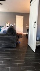Goldendoodle Gets a Grip