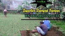 Harga Bikin Rumput Taman, WA. 0857 3259 0133, BERKUALITAS...!!!