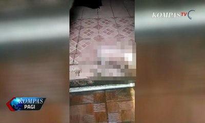 6 Anak Anjing Pitbull Disiram Cairan Kimia