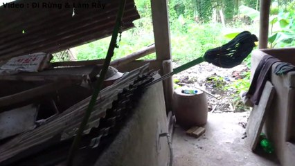 ASMR Amazing TV repair catch big snake .Phát Hiện Con Rắn Hổ Khổng Lồ Ẩn Nấp Trong Tivi Cổ .