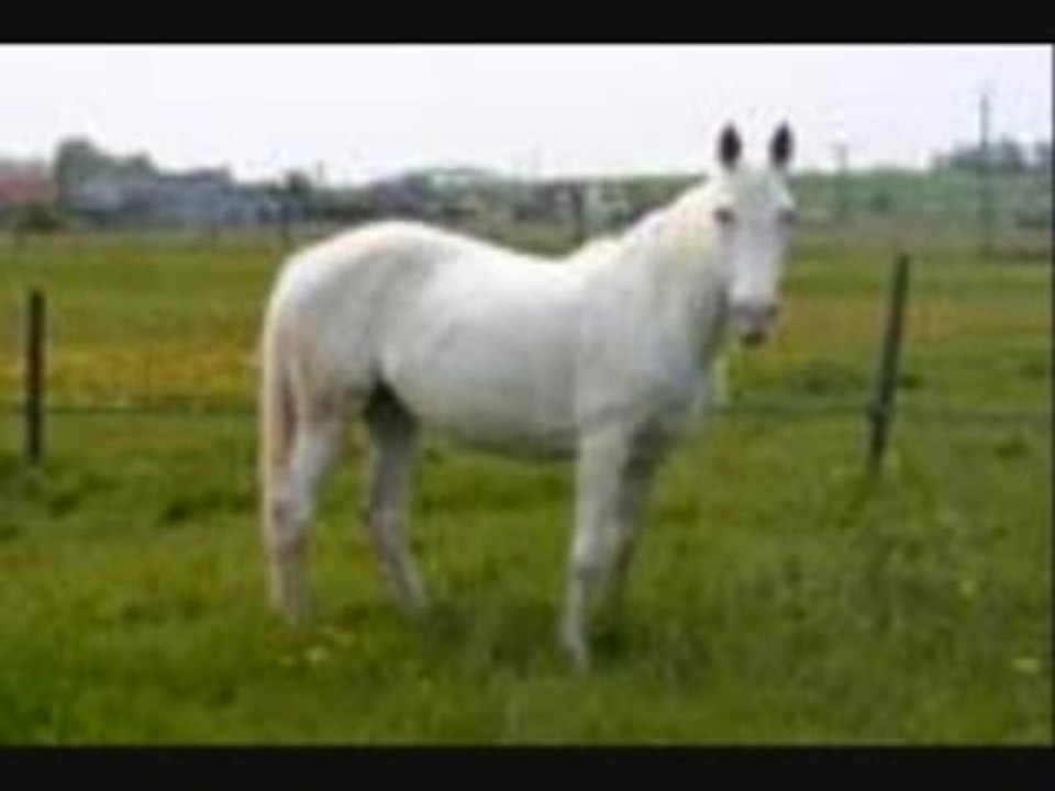 Les chevaux de mon Haras(sans nom,devinez)