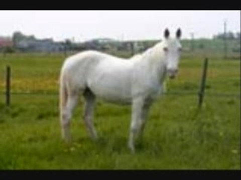 Les chevaux de mon Haras(sans nom,devinez)