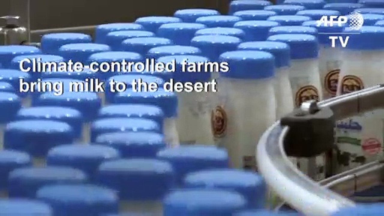 Dairy farm brings milk to the desert