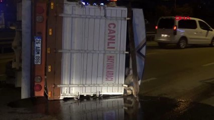 Bursa koyun taşıyan kamyonet devrildi, 8 koyun telef oldu