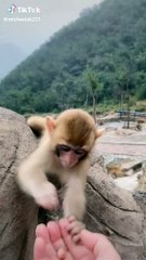 Une maman singe ne veut pas que l’on donne à manger à son bébé