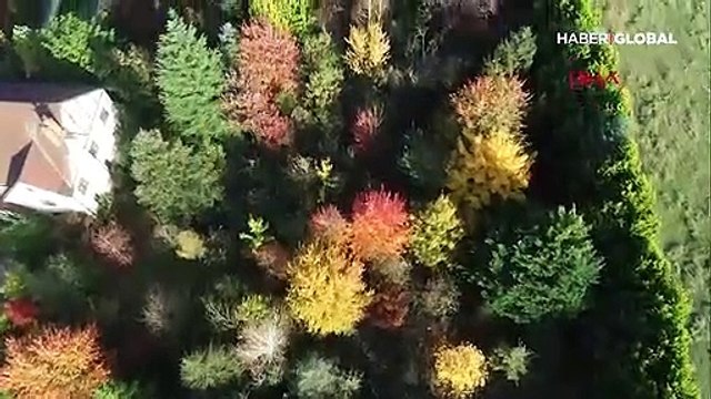 Sonbahar tonları İstanbul ormanlarında