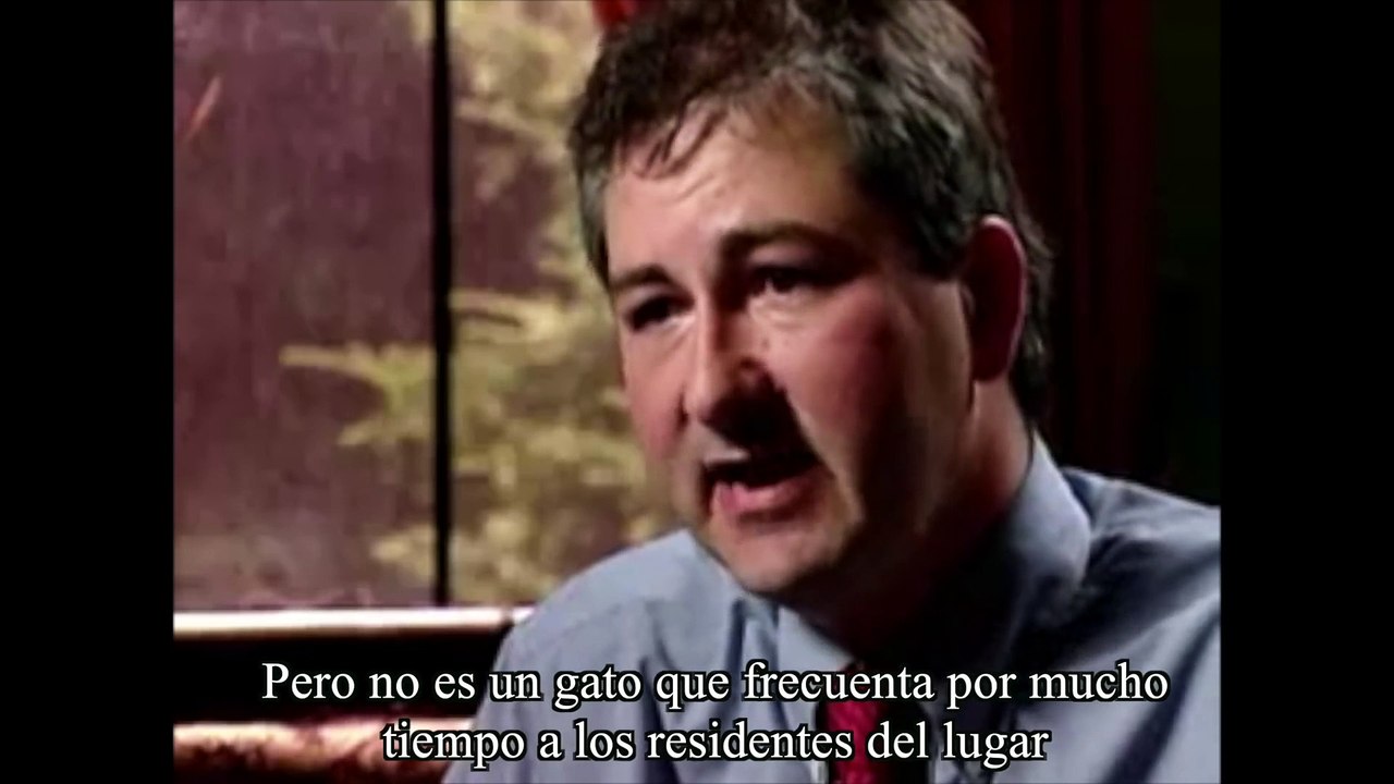 Top 5 Perros Y Gatos Que Vieron Cosas Que Sus Dueños No Pudieron Ver