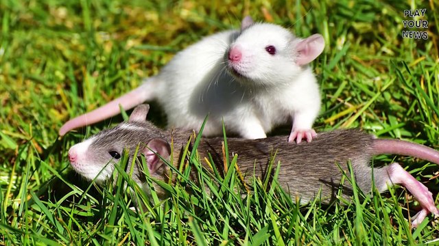 10 Loài Động Vật Đặc Biệt Sống Sót Được Trên Vũ Trụ II YANNEWS