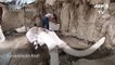 Huge trove of mammoth skeletons found in Mexico